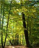 Veranstaltungsbild Abenteuer-Wald-Exkursion